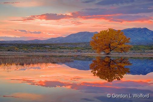 Bosque Sunset_73366.jpg - Photographed in the Bosque del Apache National Wildlife Refuge near San Antonio, New Mexico USA. 